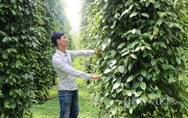 CLip Young director and dreams of processing organic pepper for Vietnamese - Photo 7.