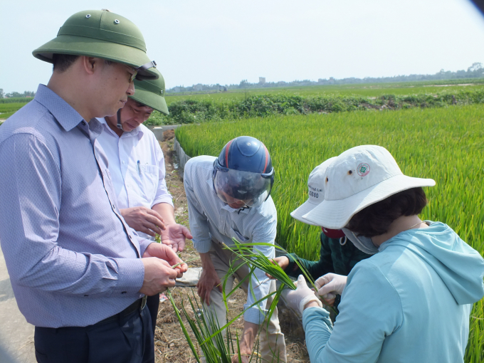 The plant protection industry will re-start, promote and spread production programs towards safe agriculture, limiting the use of pesticides in the coming time, especially the IPM program.  Photo: Le Ben.