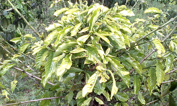 The young leaves of the coffee curl then the plant dies?