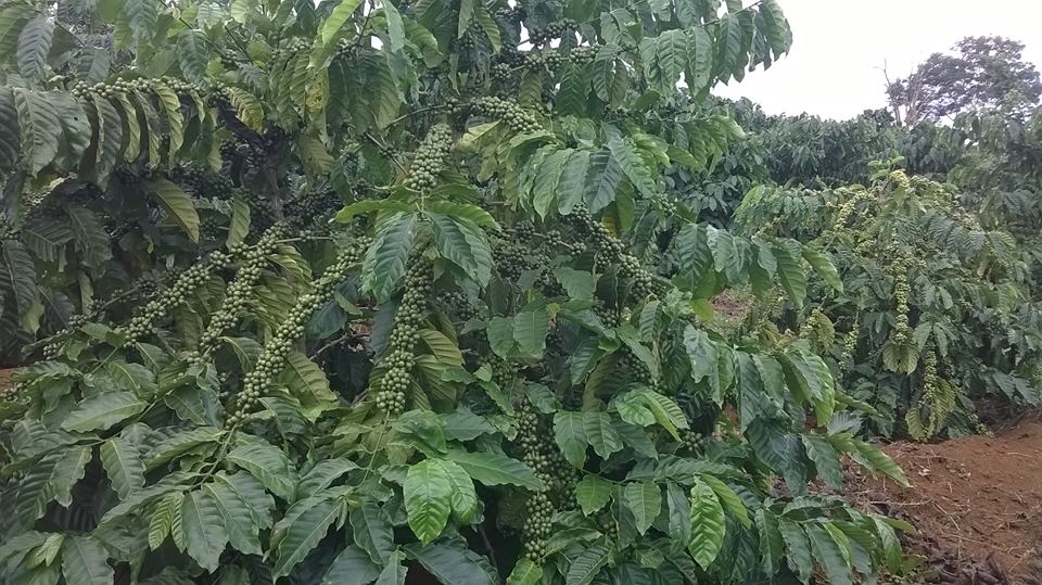 Phosphate fertilizer technique for coffee trees? - Chu Se Pepper