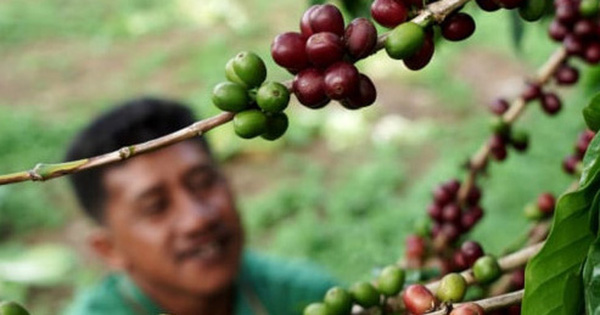 The Covid-19 pandemic is pushing up coffee prices globally