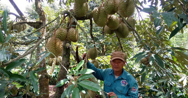 Dak Lak: Multi-cultivation of crops in coffee gardens that adapt to climate change