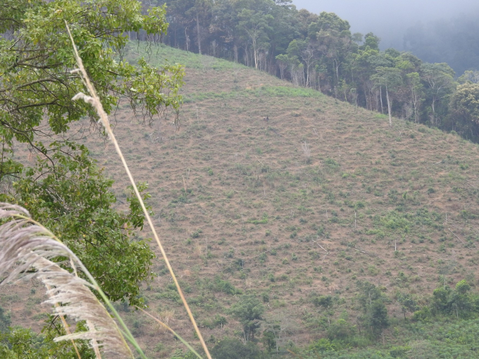 The forest was cut down for cultivated land.