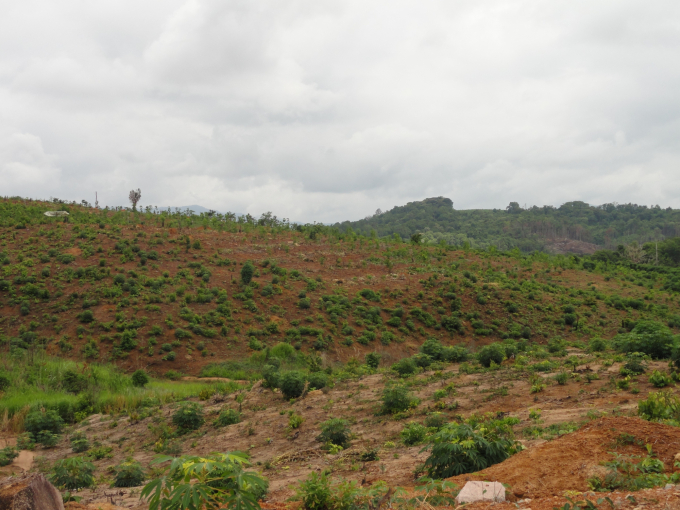 Over 1.1 million hectares of agricultural land in the Central Highlands are severely degraded.  Photo: Truong Hong.