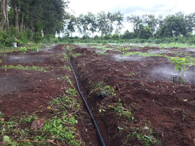 Economical irrigation for coffee brings many economic and environmental benefits.  Photo: Dang Lam.