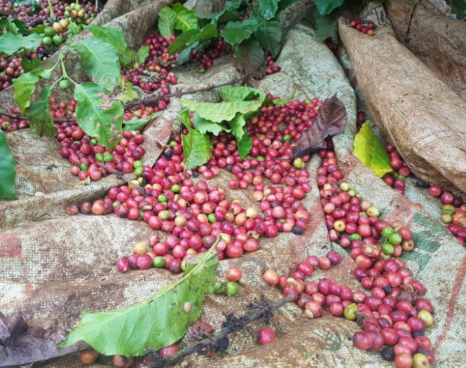 Coffee prices maintained a mixed trend (November 20, 2020).