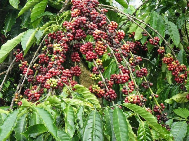 It is expected that there will be 74.3 million bags of Robusta globally in coffee year 2020/2021