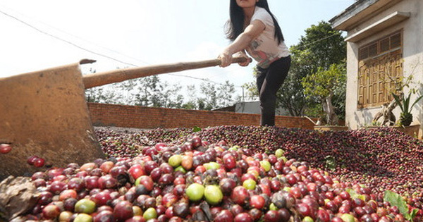 Coffee prices on the international market are forecast to increase rapidly