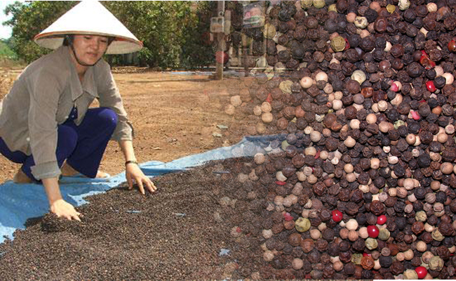 Vietnam: Pepper exports in October 2020 increased in both quantity and price