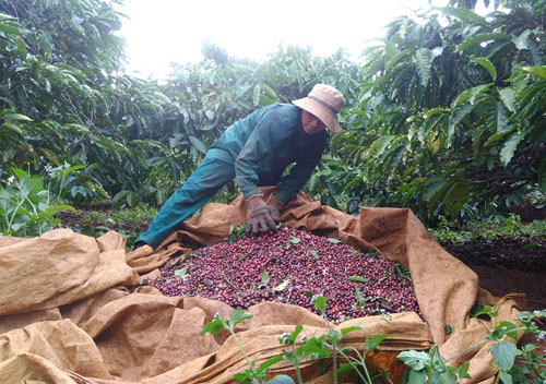 Coffee prices recover at the end of the week (December 25, 2020)