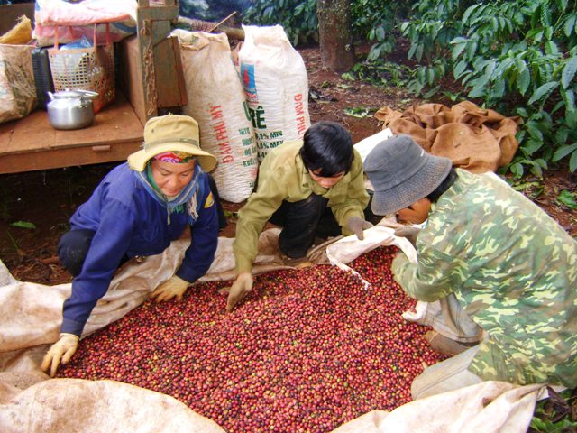 Coffee prices continue to adjust (December 18, 2020)