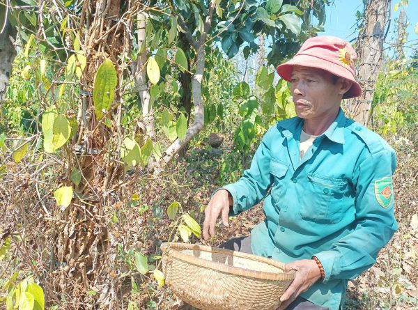 Pepper growers continue to have difficulty - Chu Se Pepper