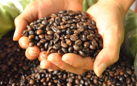 Robusta coffee prices continue to recover (February 11, 2021)