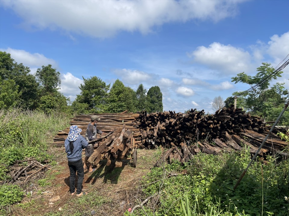 Some households in Dak Nong province are busy collecting pepper pillars to prepare to hit 