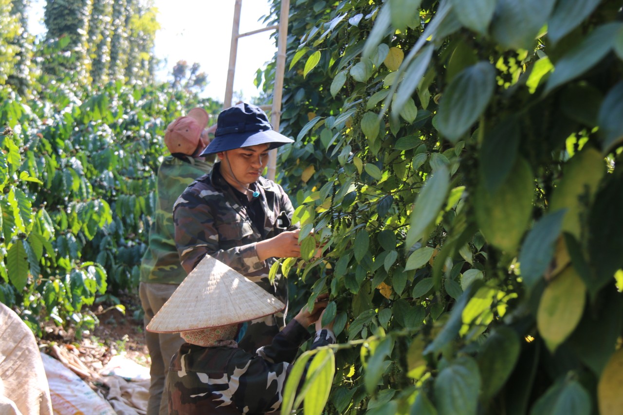 Dak Nong: People are massively planting pepper again because of high prices - Photo 3.