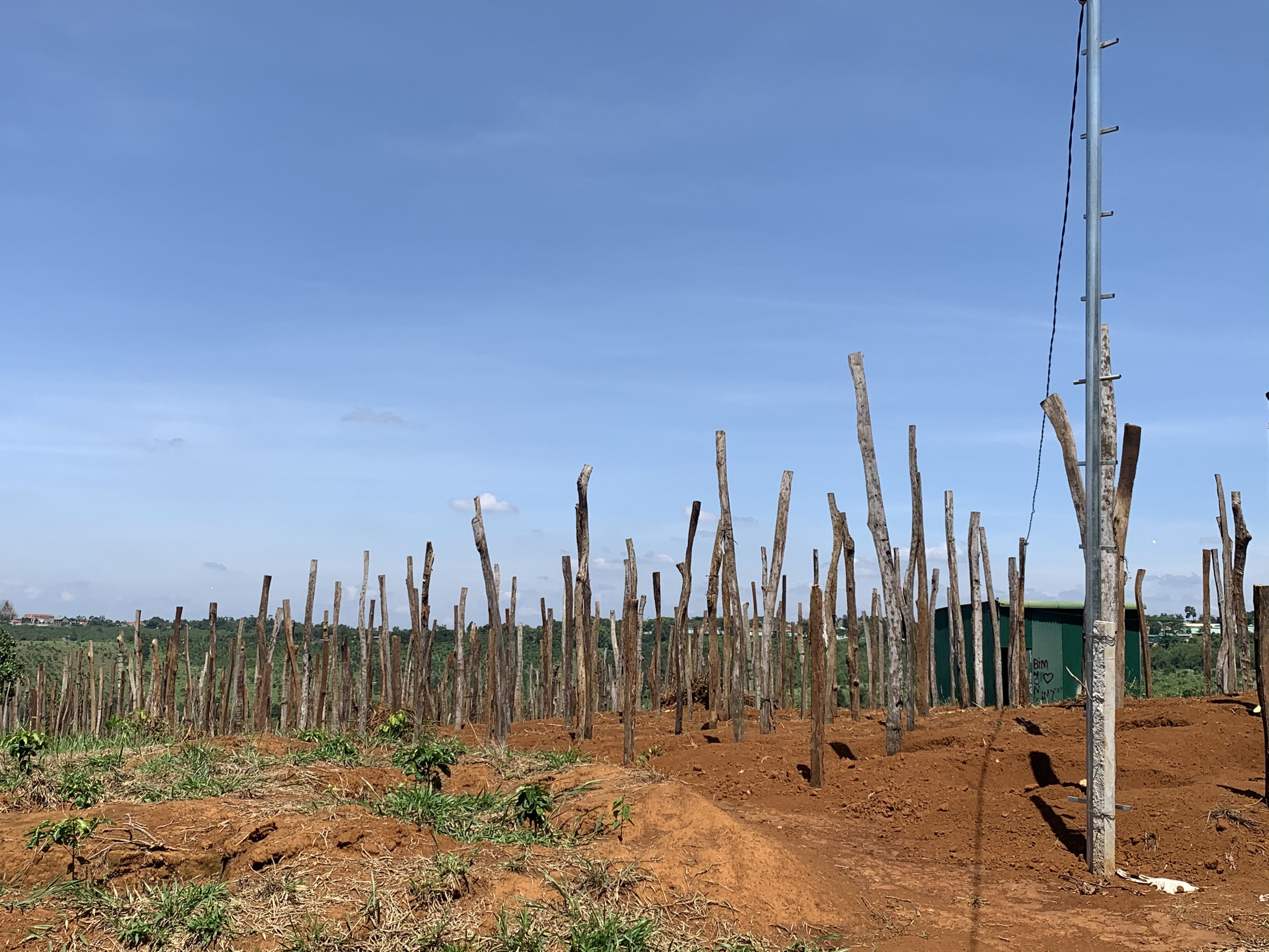 Dak Nong: People are massively planting pepper again because of high prices - Photo 2.