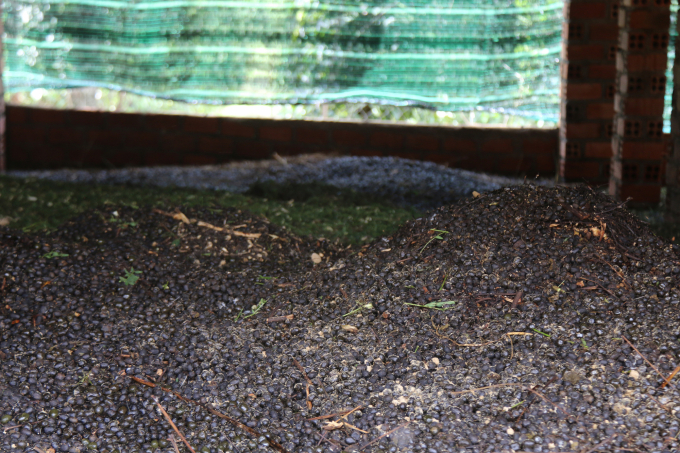 Goat manure at Mrs. Ha's farm to fertilize pepper plants in an organic way.  Photo: Quang Yen.