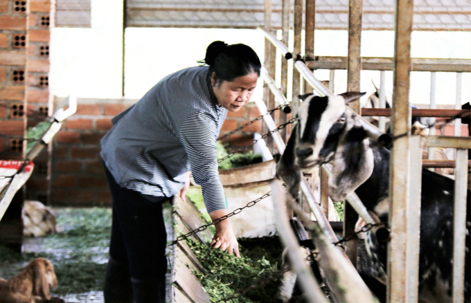 Mrs. Nguyen Thi Le Ha at the family's goat farm.  Photo: Quang Yen.