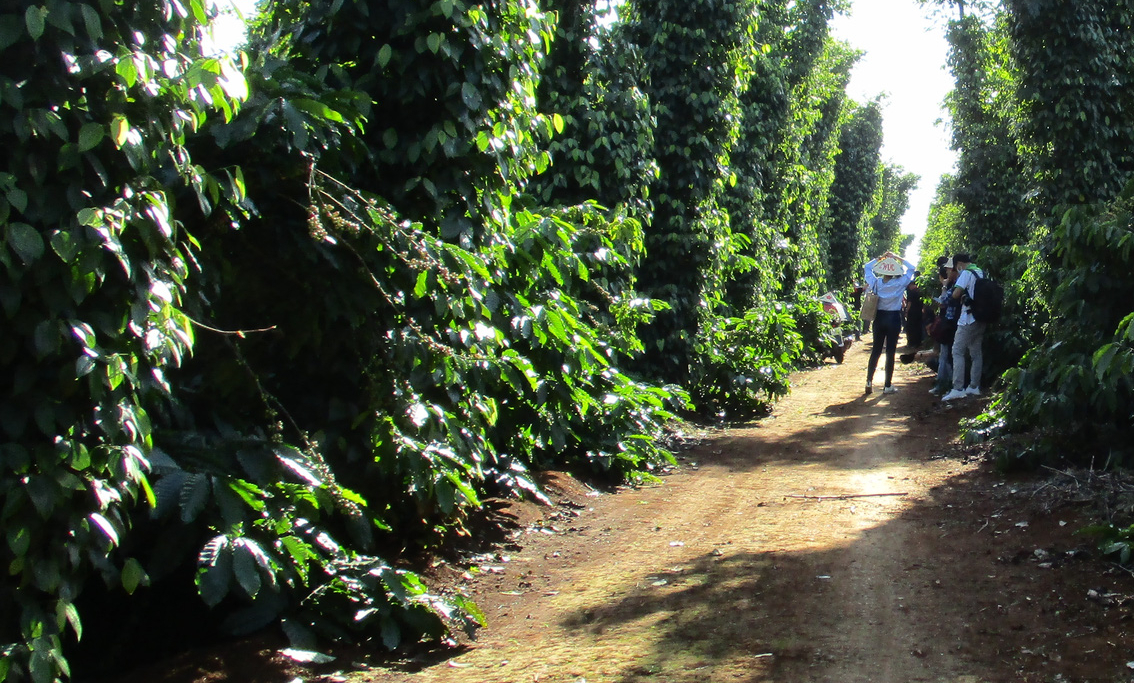 Former Executive Director of the International Pepper Association as Chairman of the Vietnam Pepper Association - Photo 2.