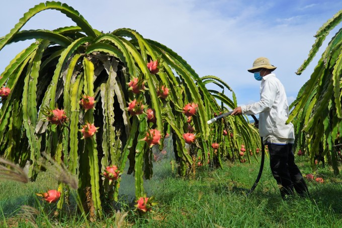 Ripe dragon fruit in Mr. Nguyen Luan's garden, Muong Man commune, Ham Thuan Nam district, December 30, 2021.  Photo: Viet Quoc