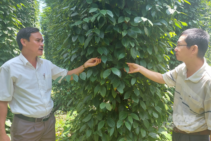 Quang Tri's organic pepper has been exported to fastidious markets.  Photo: Vo Dung.