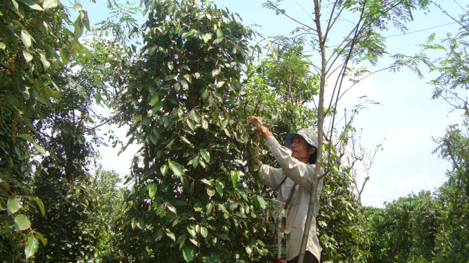 To produce a sustainable lake, it is necessary to involve the whole system, including the central, local, businesses and farmers.  Photo: Hong Thuy.