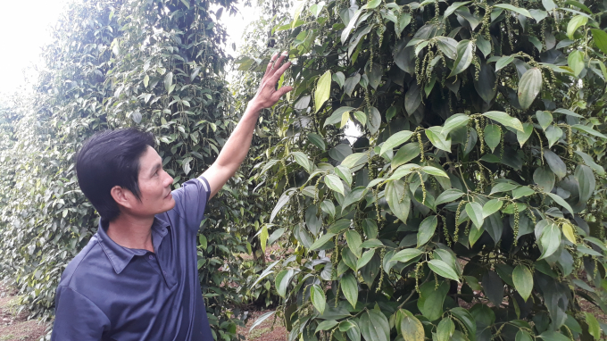 According to Mr. Nguyen Quy Duong, pepper growing land in the Central Highlands is increasingly seriously degraded, significantly affecting the quality of pepper.  Photo: Hong Thuy.