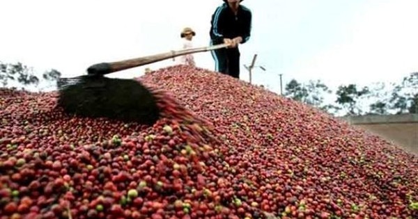 Exporting nearly 2 million tons, turnover of more than 4 billion USD – what will Vietnam coffee look like in 2023?