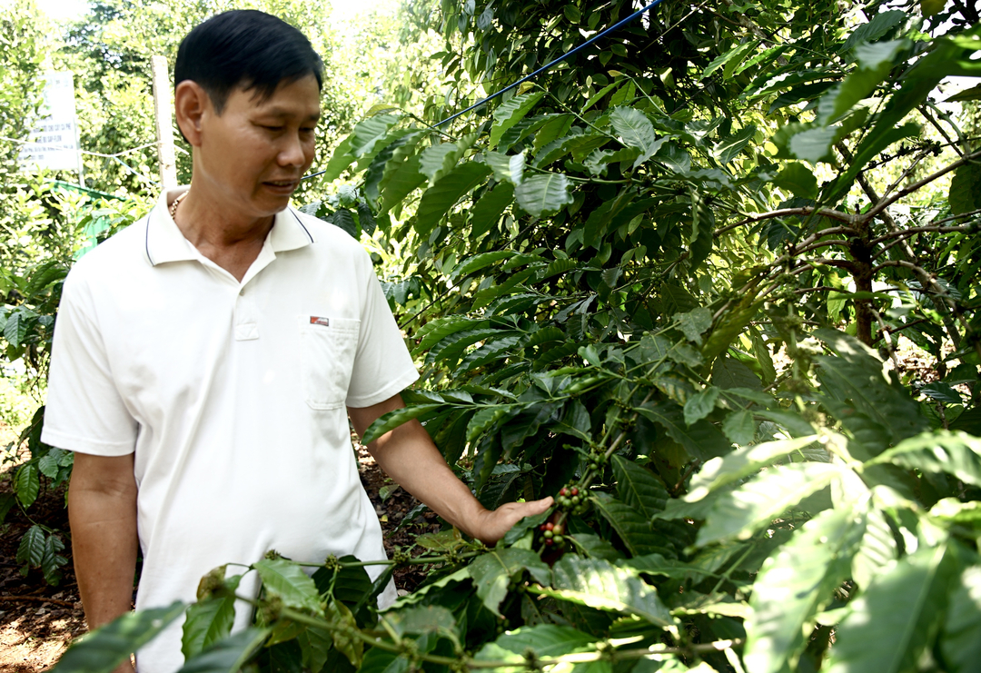 Mr. Do Van Anh shared that intercropping coffee, pepper and fruit trees has cheaper input costs and helps avoid income risks when coffee prices fluctuate.  Photo: Linh Linh. 