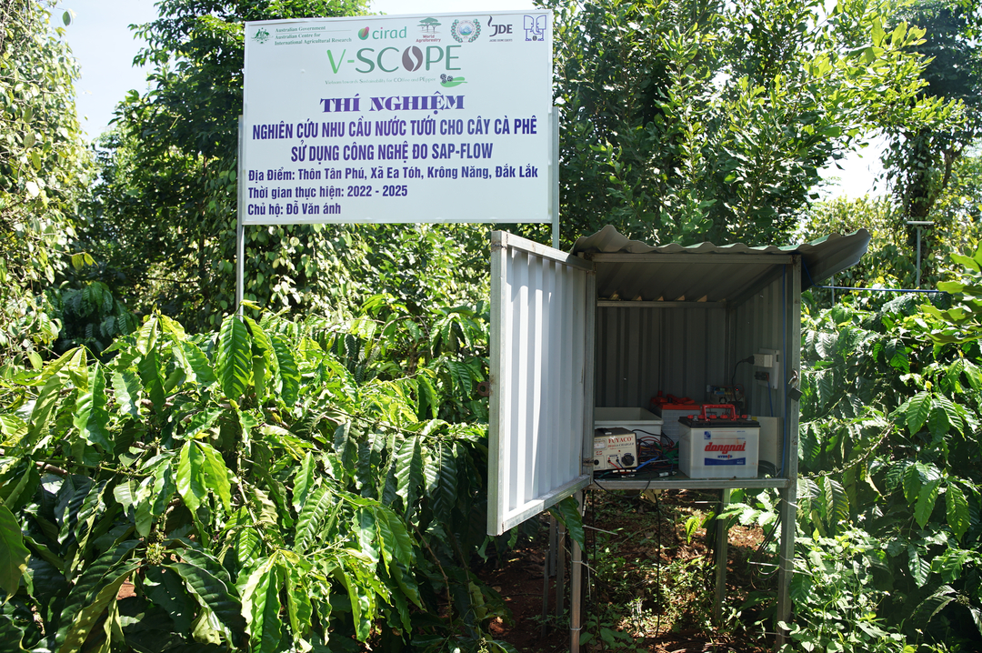 Experiment to study water demand for coffee plants using SAP-FLOW measurement technology (the technology of measuring sap flow).  Photo: Linh Linh. 