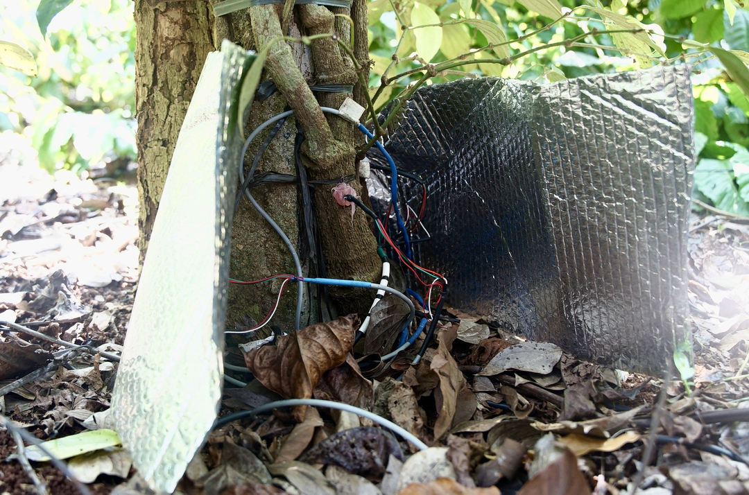 The sap flow measurement system is installed in each coffee and pepper tree, helping to calculate the exact amount of water the plant uses at different times.  Photo: Linh Linh. 