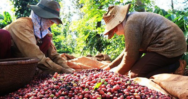 Vietnamese coffee prices have increased to the highest level in the past 30 years