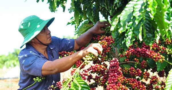 Coffee prices are at record highs, why are farmers disappointed?