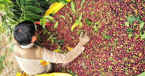 Coffee exports will slow down due to insufficient supply