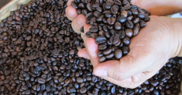 Coffee exports could reach 5 billion USD in 2024