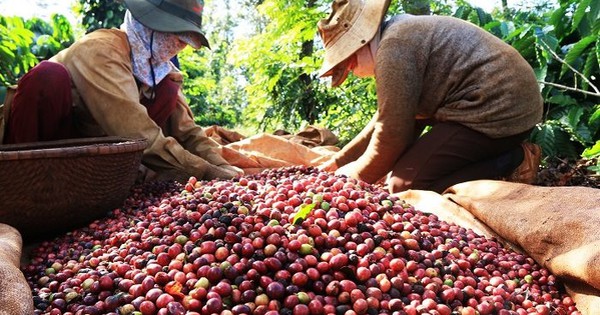 Prices continuously increased to anchor at a high level, coffee growers won big