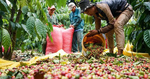 Coffee prices rose to record highs, Europe only looked to Vietnam