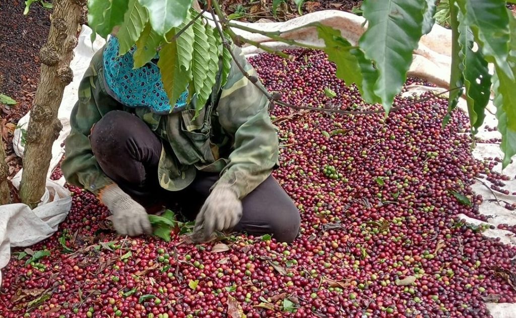 Coffee price on December 19, 2023: mixed correction