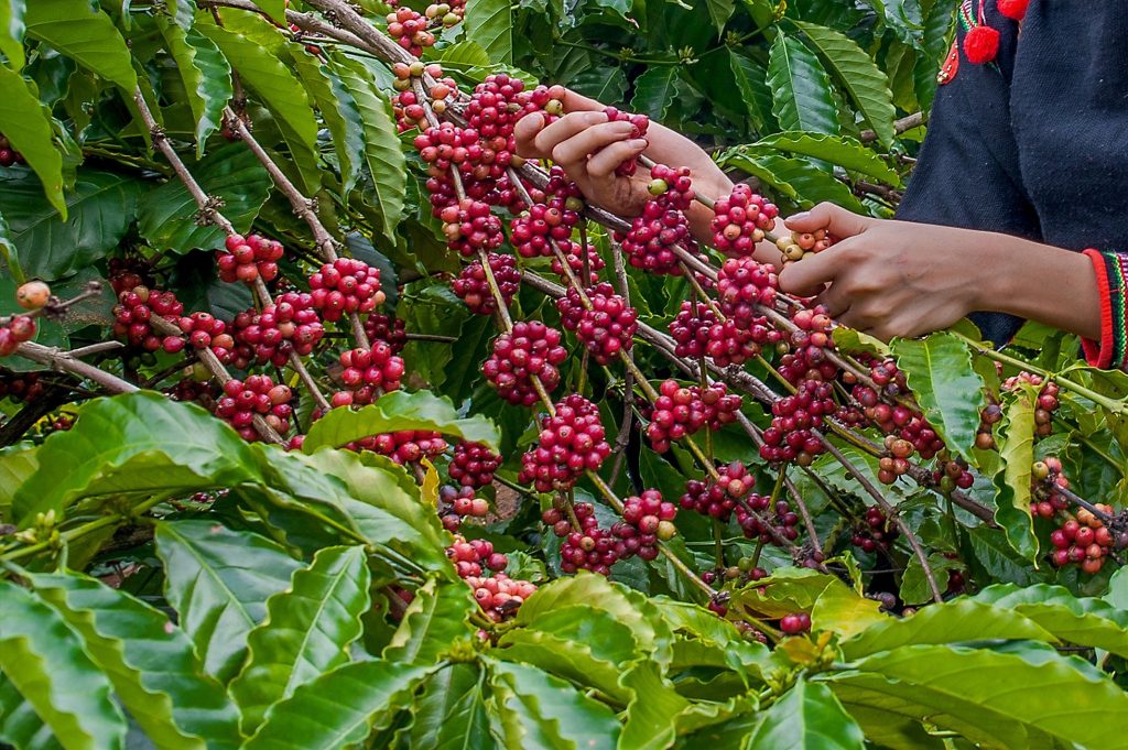 Robusta increased throughout the week