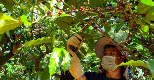 Coffee prices fluctuate erratically, making it difficult for growers and businesses in Dak Lak