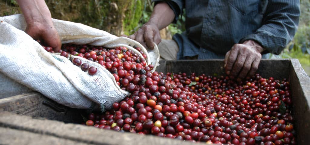 Robusta continues its recovery