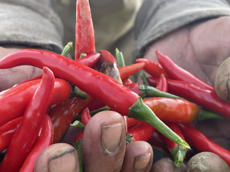 This year, the weather is favorable, and disease control of chili peppers gives high yields, and disease control. Photo: Hanà  Direction