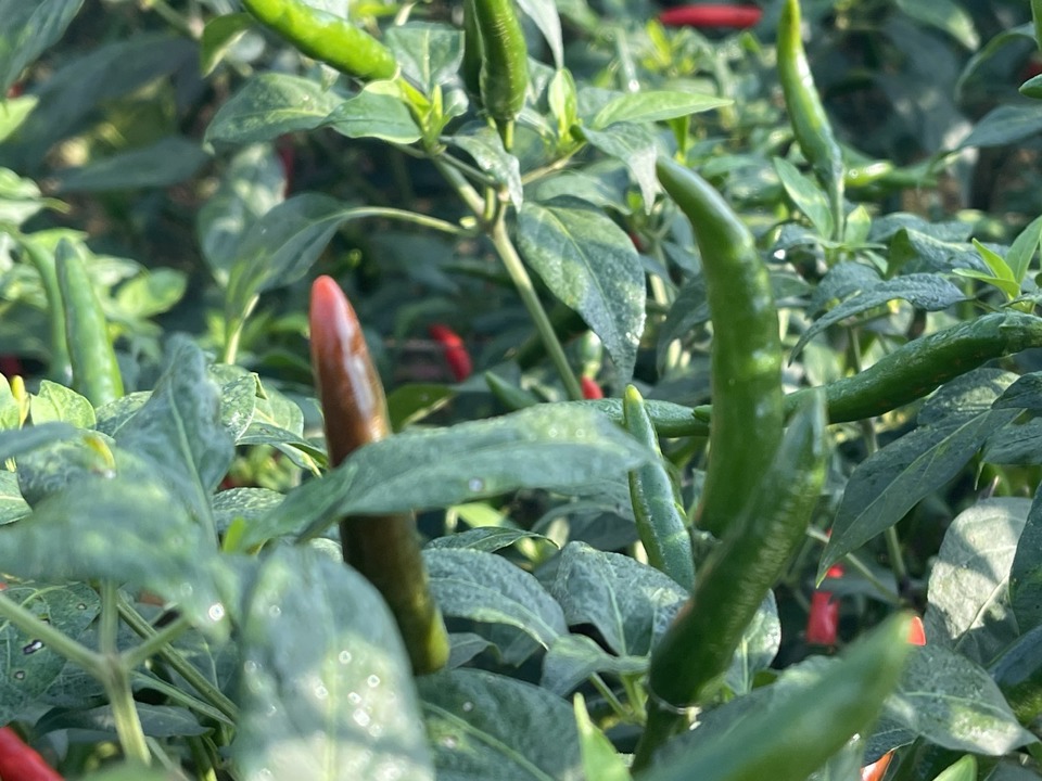 In the spring season of 2023 - 2024, the entire Quang Ngai province planted more than 1,430 hectares of chili, concentrated in localities such as Binh Son, Quang Ngai city.... Dù  government and  The authorities encourage farmers not to expand the area of ​​cultivation, because supply exceeds demand, but the area of ​​chili cultivation next year is higher than last year, which still happens in some localities. . Photo: Hà  Direction