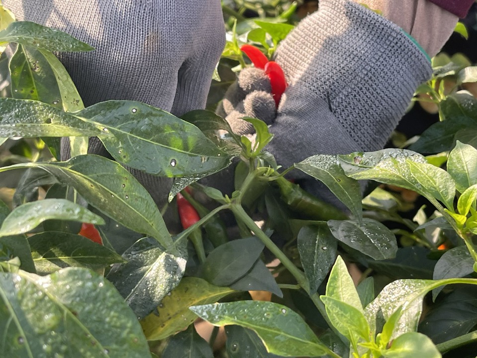 Chili plants are harvested from after Tet until the end of Tet holiday.  The report continued for many months later. Photo: Hanà  Direction