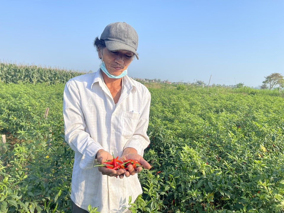 According to my understanding, an average of 500m2 (1 star) of chili produces about 1 ton/crop.  What if  chili 10,000 VND/kg  Return on capital, should be lower than  loss. Photo: Hà  Phuong Chu is a great lý  Chili buyers said that this year, the consumption of the Chinese market is very weak, with low demand.  Low buyback.