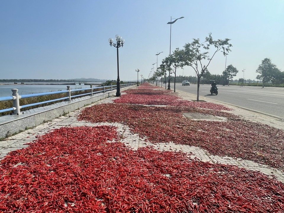 This year the Chinese market will have  strong, low demand for food.  chili spike.  On the contrary, this market “turned away”  examì  Chili farming in Quang Ngãi suffered heavy losses. Photo: Hanà  Direction