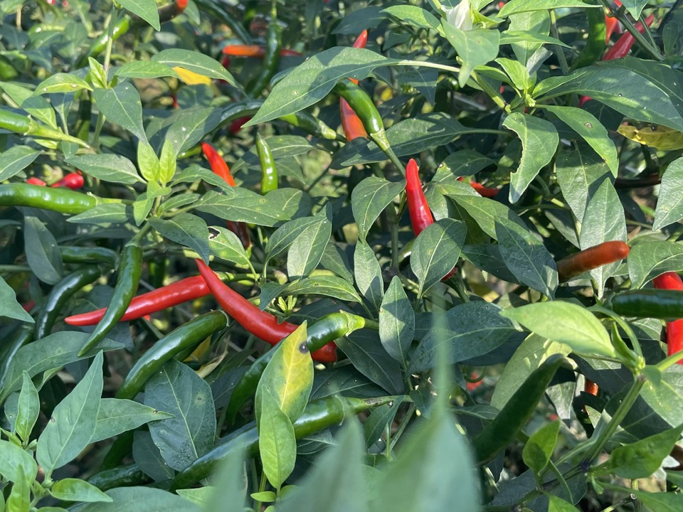 Chili pepper  crops that depend greatly on the Chinese market, which has many potential risks, are considered "gamble" andì  uncertainty, luck. Photo: Hà  Direction