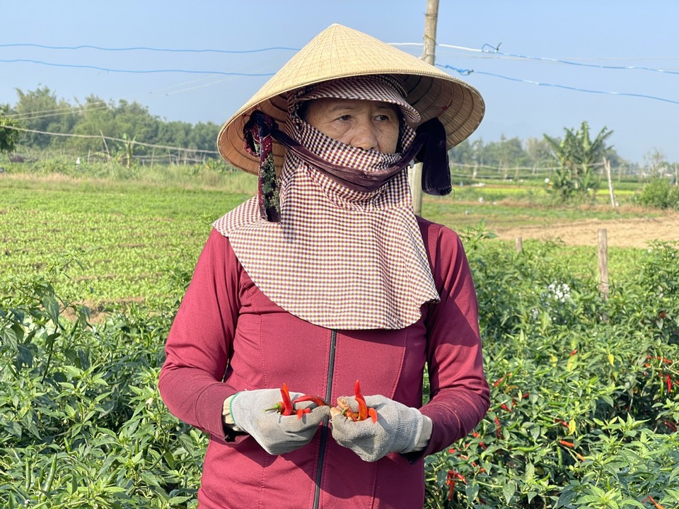 Giá  low, chili growing households do not use water.  Recognition to save costs.  Currently  Thuê  Fees range from 150,000 - 200,000 VND/person/day.  Photo: Hagrave;  Direction