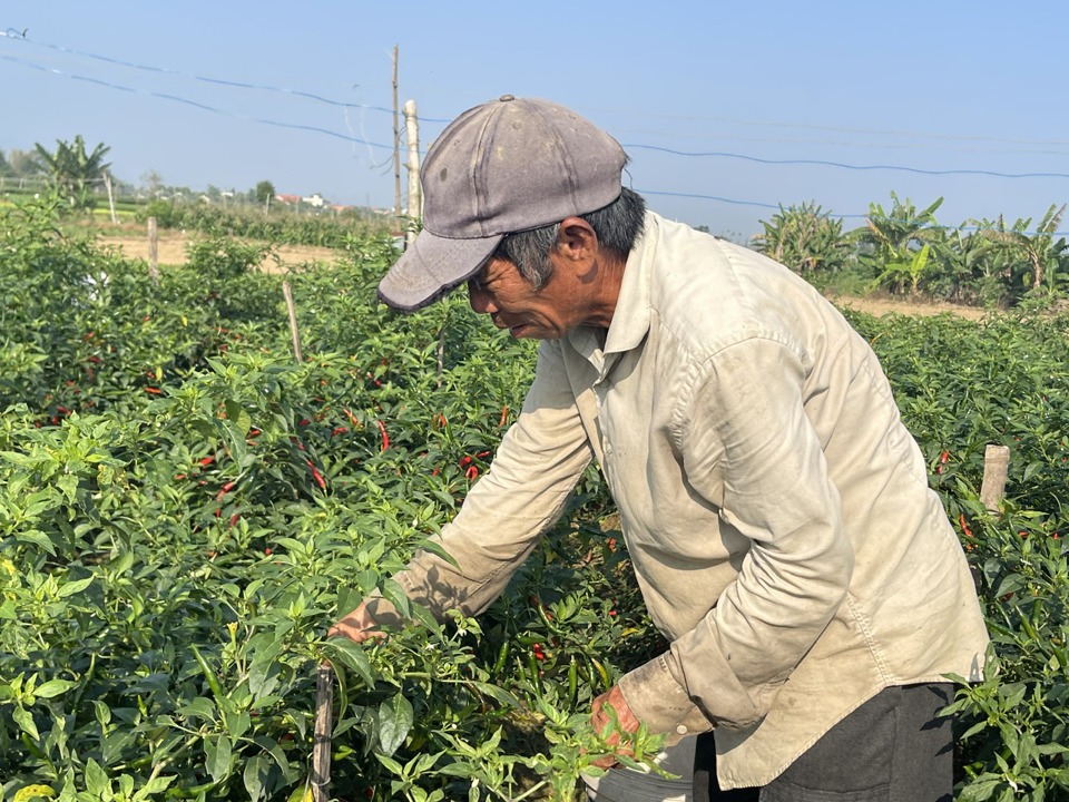 "Giá  This is less than half of what it was at the same time last year.  just enough bù  Money for seeds and medicine is spent", ông Võ  Nhut (thôn Ho Tieu, Xã Nghia Haà, Quang Ngang City) shared. Photo: Hà  Direction