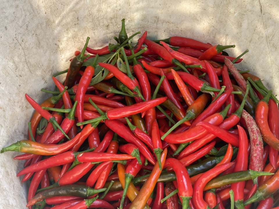 However, many chili growers share,   For more than half a month, now  chili is very cheap, thin chili costs 9,000 VND/kg, local chili (long, large, spicy) costs 4,000 -5,000 VND/kg.  Photo: Hagrave;  Direction